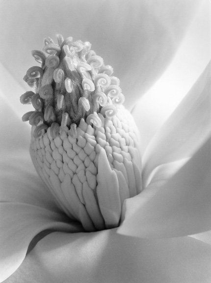 Seattle Art Museum * Imogen Cunningham